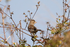 Spizella pallida