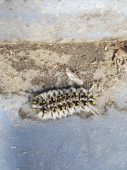 Lophocampa roseata