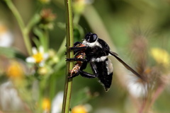 Mallophora bomboides
