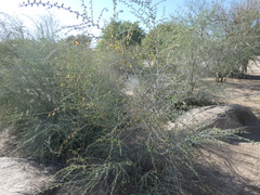 Adenolobus garipensis