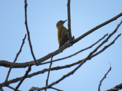 Dryobates passerinus