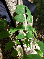 Phellodendron amurense