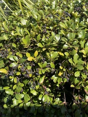 Euonymus japonicus