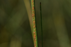 Pucciniaceae