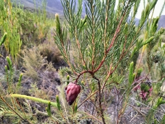 Protea nana