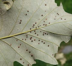 Neuroterus umbilicatus
