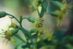 Solidago macrophylla