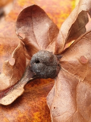 Andricus quercuspetiolicola