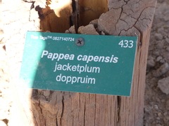 Pappea capensis