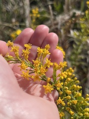 Solidago mexicana
