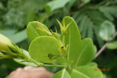 Pentalinon luteum