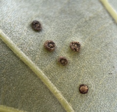 Neuroterus umbilicatus
