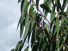 Eucalyptus globulus
