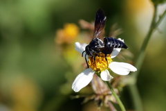 Coelioxys dolichos