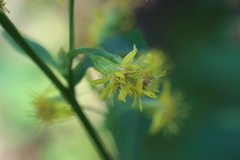 Solidago macrophylla