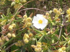 Cistus monspeliensis