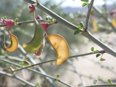 Adenolobus garipensis