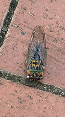 Neotibicen