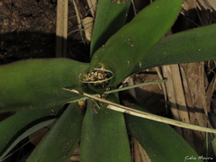 Bromeliaceae