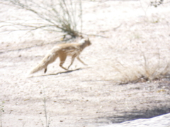 Cynictis penicillata