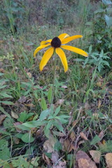 Rudbeckia