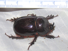 Xyloryctes faunus