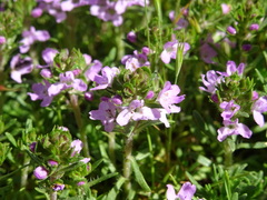 Thymus caespititius