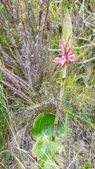 Satyrium princeps