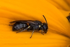 Hylaeus communis