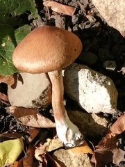 Fungi