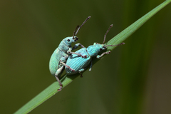 Phyllobius virideaeris