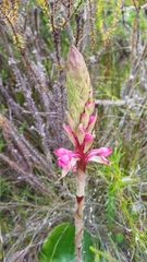 Satyrium princeps