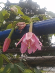 Passiflora tarminiana