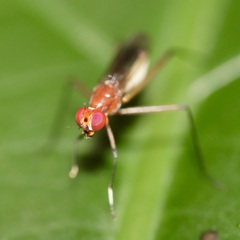 Taeniapterinae