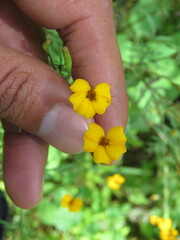 Tagetes