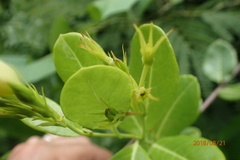 Pentalinon luteum