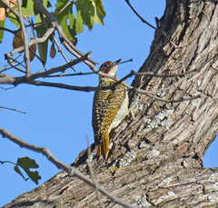 Campethera bennettii