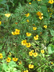 Tagetes