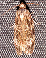 Phaecasiophora confixana