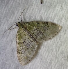 Acasis viretata