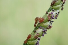 Brachymyrmex obscurior