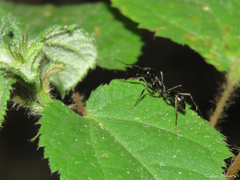 Odontomachus haematodus