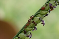 Brachymyrmex obscurior