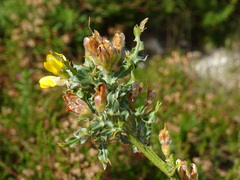 Genista tridentata