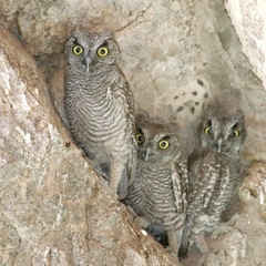 Megascops kennicottii