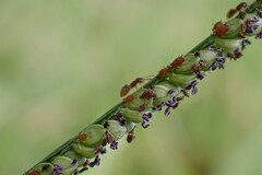 Brachymyrmex obscurior