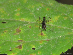 Odontomachus haematodus