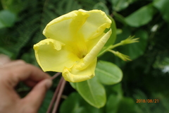 Pentalinon luteum