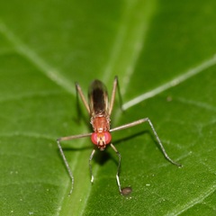 Taeniapterinae