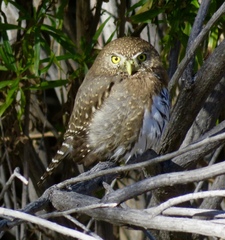 Glaucidium gnoma